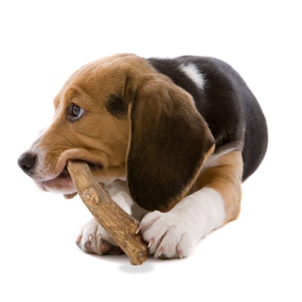 Nylabone Nubz Small/Medium Antler Dental Chews Venison Flavored Chewy Dog Treats - 12ct