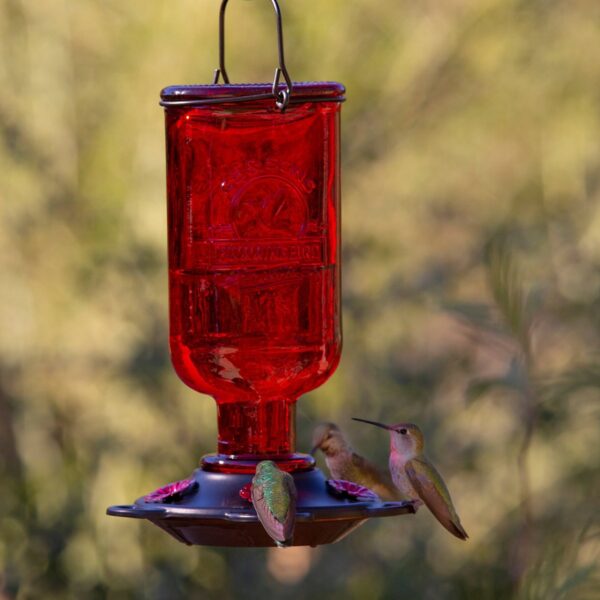 Droll Yankees More Birds Elixir Hummingbird Feeder - Red/Bronze