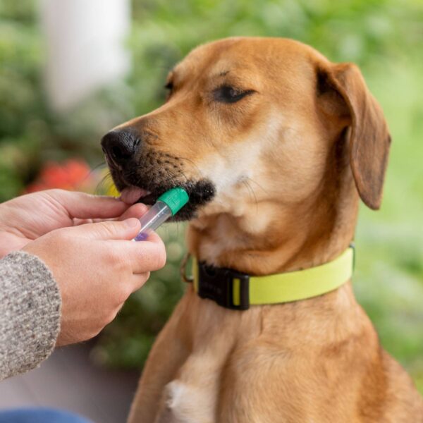 Embark Breed & Health Dog DNA Test