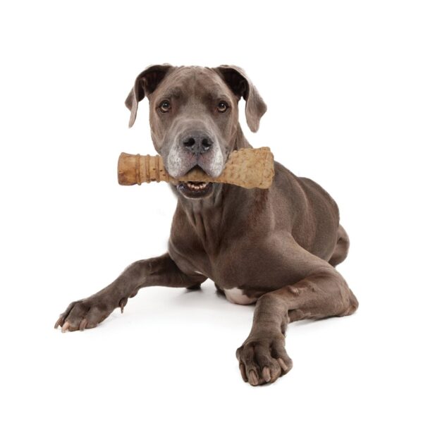 Nylabone Natural Extra Large Nubz with Wild Bison Flavored Dental Chew Dog Treats - 1ct
